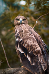 Vertical photo of a hawk sitting on a branch in the zoo and looking straight into the frame