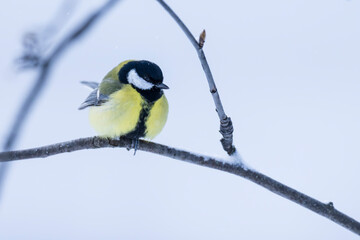 Great tit (Parus major) on a branch