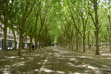 Allée bordée d'arbre à Bordeaux. Rail tramway