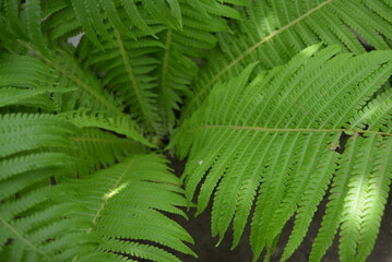 Large idiosyncratic creative green fern bush leaves, green foliage background. Unusual leaves of a...