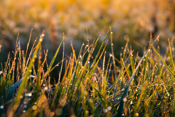 Grass with dew drops close-up in sunlight with vibrant colors, soft selective focus. Natural...