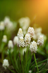 białe szafirki w ogrodzie, white sapphires, Muscari  © meegi