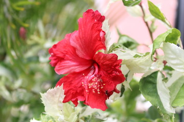 Closeup of a red hibiscus flower in a garden