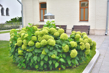 A lush shrub of large-flowered hydrangea garden