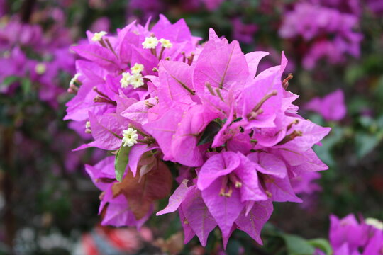 Closeup of great bougainvillea flower in a garden
