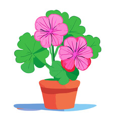 pink flower in a pot