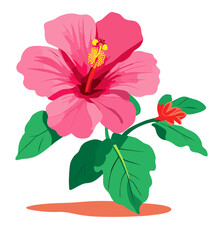 hibiscus flower isolated on white