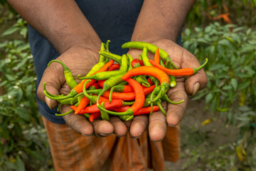 Hands hold chili pepper in outdoor space. Image of raw chilies