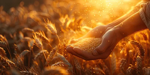 Deurstickers Hardworking farmer reaching out hands to harvest golden wheat, a symbol of agricultural dedication  © Planetz