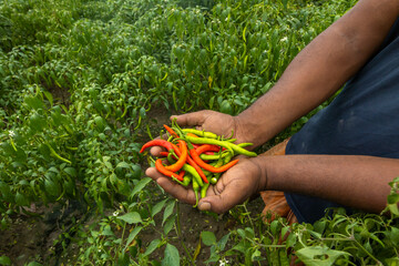 Hands hold chili pepper in outdoor space. Image of raw chilies