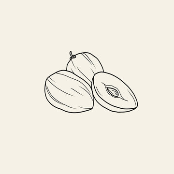 Line art sapodilla fruit illustration