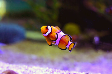 Fototapeta na wymiar Clown fish in aquarium water