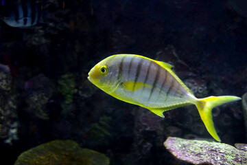 Fototapeta na wymiar Golden toothless trevally fish in aquarium water