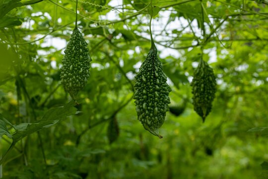 Green bitter melon or Bitter gourd.  Bitter gourd hanging from a tree on a vegetable farm in Bangladesh