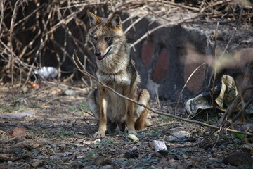 Golden jackals in Keoladeo National Park India