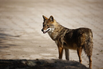 Obraz premium Golden jackals in Keoladeo National Park India