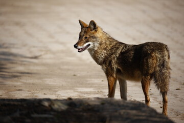 Golden jackals in Keoladeo National Park India