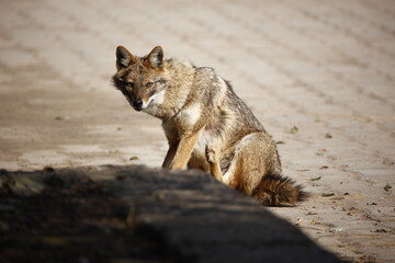 Golden jackals in Keoladeo National Park India