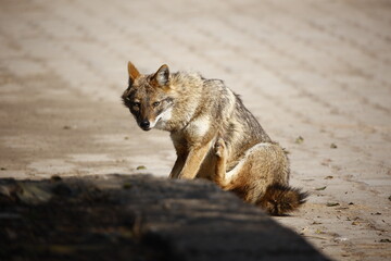 Golden jackals in Keoladeo National Park India