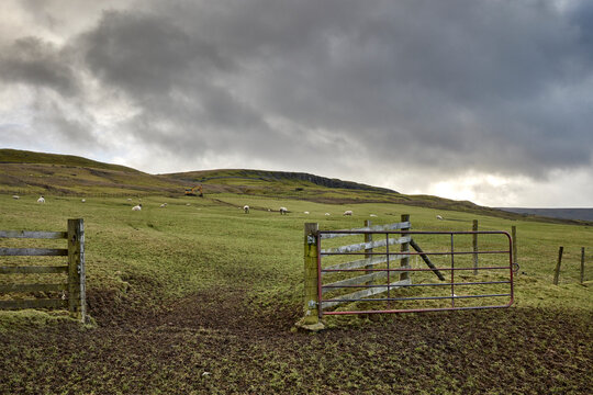 A farm gate opening onto hill pasture with grazing sheep leading up to Gammersgill Moor from the single track road from West Burton to Walden