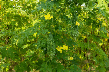 Green bitter melon or Bitter gourd.  Bitter gourd hanging from a tree on a vegetable farm in...