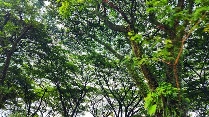 a view of the trees in the forest