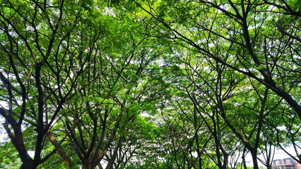 Fototapeta premium a walkway through a park with trees and grass