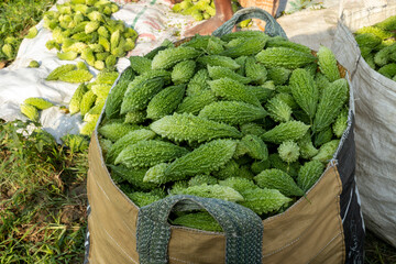 Green bitter gourds are kept in baskets for sale in the market.