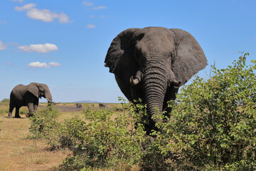 Afrikanischer Elefant / African elephant / Loxodonta africana