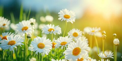 daisy flower on the field, a full field of daisies with a sky and sun behind them, 