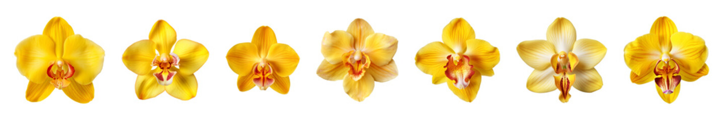 Fototapeta na wymiar Collection of yellow orchid flowers on a transparent background, PNG, top view