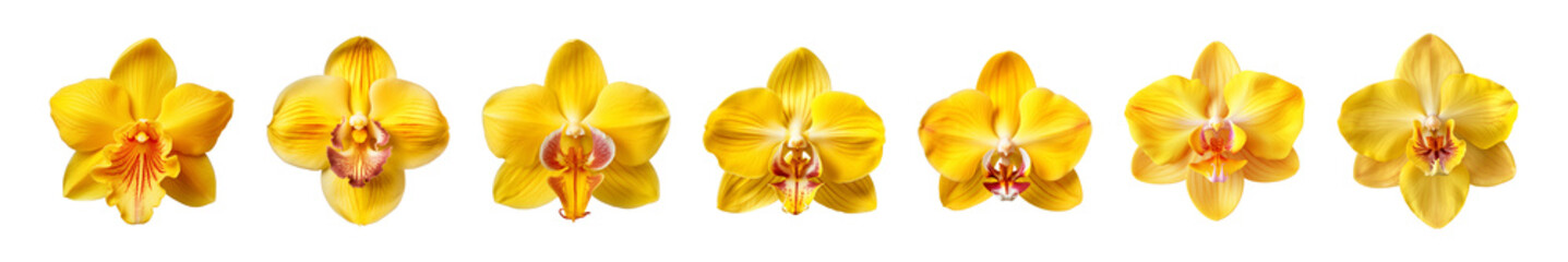 Collection of yellow orchid flowers on a transparent background, PNG, top view