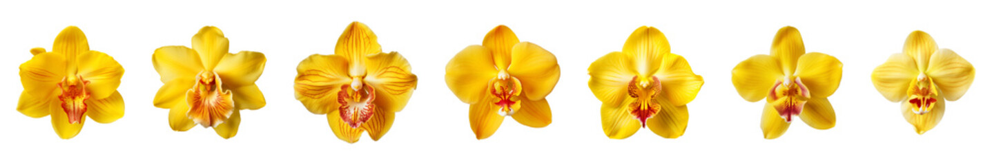 Obraz na płótnie Canvas Collection of yellow orchid flowers on a transparent background, PNG, top view
