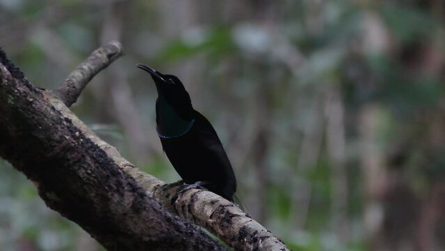 Magnificent riflebird or Ptiloris magnificus seen in Nimbokrang in West Papua