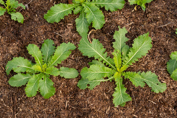 Mustard 'Green in Snow' tolerant to cold weather and frost is growing in healthy soil outdoors in winter.