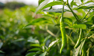 Green chilli in the garden, organic green chilli growing on chilli tree