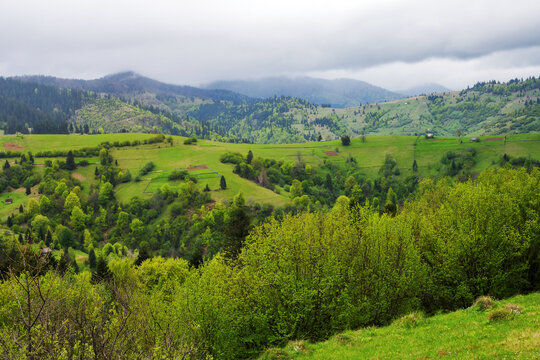 carpathian countryside with grassy meadows and forested rolling hills in spring. alpine highlands of ukrainian rural landscape beneath an overcast sky