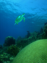 green sea turtle swimming on a reef on the island of Curacao