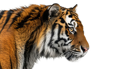 Close-Up of Tiger on White Background