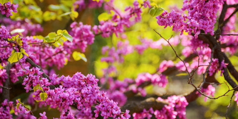 pink blossoming redbud branch. warm april day. closeup nature background