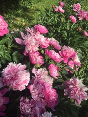 pink flowers in the garden