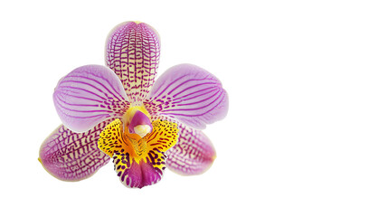 A Purple and Yellow Flower on a White Background