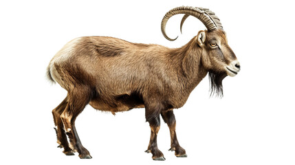 Majestic Goat With Long Horns in Front of White Background