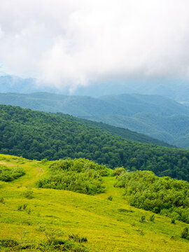 caprathian mountain landscape in summer. green meadows and forested hills of ukrainian alpine highlands on an overcast day