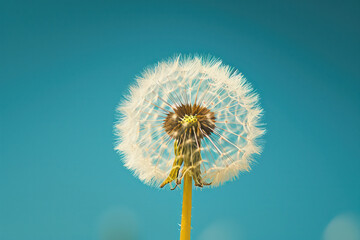 Fluffy Blowball: Delicate Beauty in the Wind, White Floral Blossom on Green Stem, Spring Meadow with Blue Sky