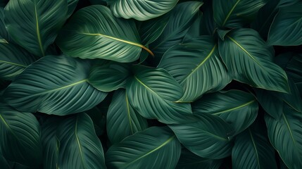 leaves of Spathiphyllum cannifolium, abstract dark green texture, nature background, tropical leaf
