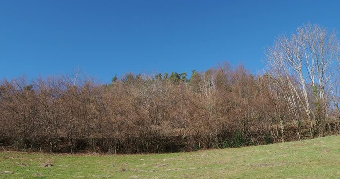 Haie de noisetiers communs (Corylus avellana) aux branches et rameaux bruns et nus en hiver portant &agrave; inflorescence en &eacute;pis pendant jaun&acirc;tre en limite de champ sous un ciel bleu
