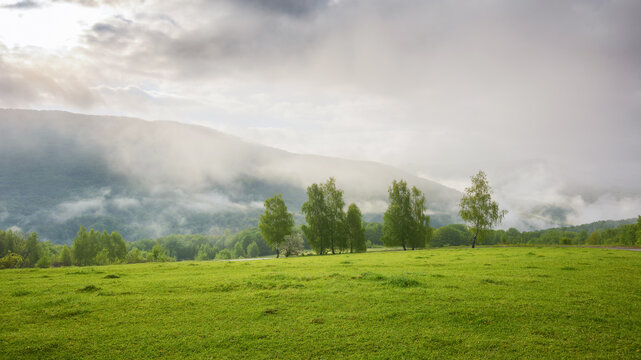 carpathian rural landscape with meadows and pastures. countryside scenery with trees in the mist behind the grassy fields and hills of ukrainian alpine highlands. fog in the distant valley