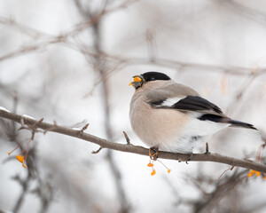 
The Bullfinch, scientifically known as Pyrrhula pyrrhula, is a charming and distinctive bird that graces the woodlands and gardens of Europe and Asia. 