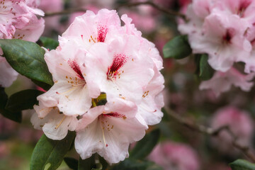 Pink rhododendron flowers with a splash of dark red in spring, close up